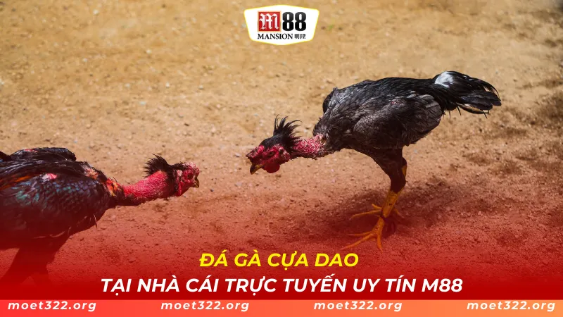 Đá Gà Cựa Dao Tại Nhà Cái Trực Tuyến Uy Tín M88