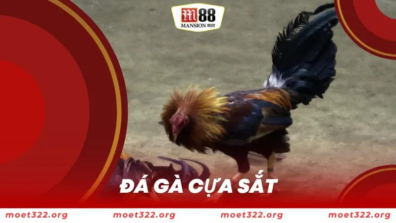 đá gà cựa sắt