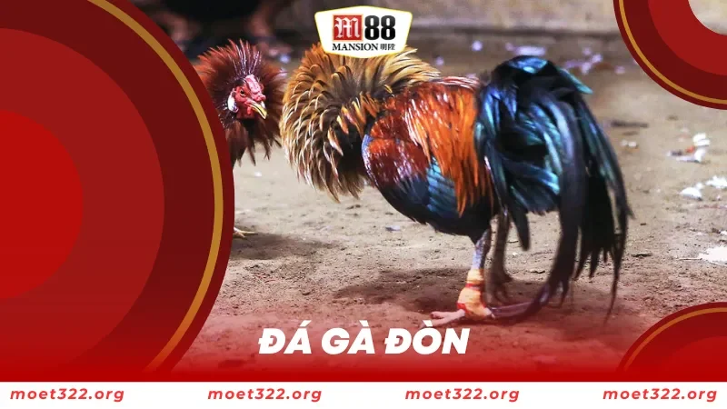 đá gà đòn